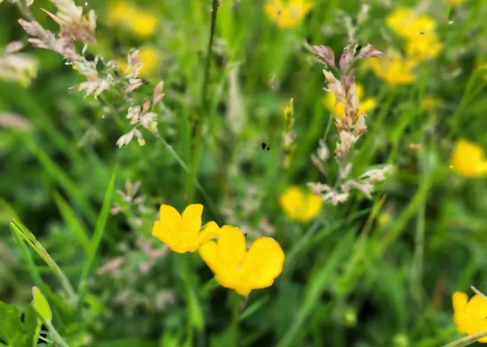 Ranczo Na Kaszubach *